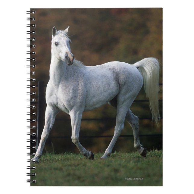 Arab Horse Running 1 Notebook (Front)