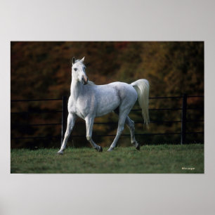 Arab Horse Running 1 Poster
