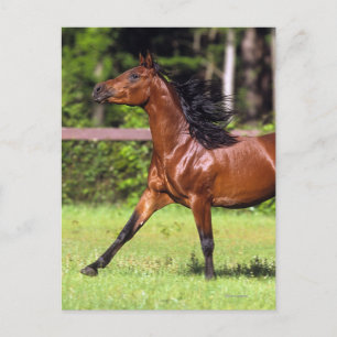 Arab Horse Running 2 Postcard
