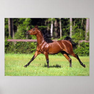Arab Horse Running 2 Poster