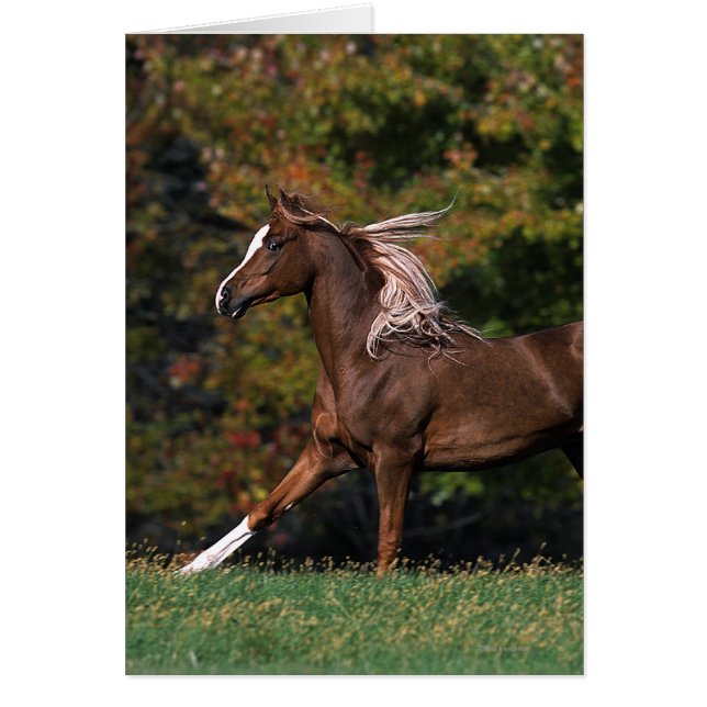 Arab Horse Running in Grassy Field (Front)
