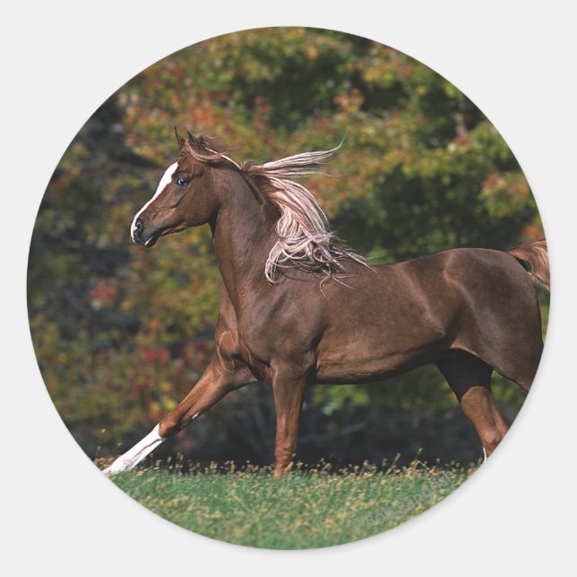 Arab Horse Running in Grassy Field Classic Round Sticker (Front)