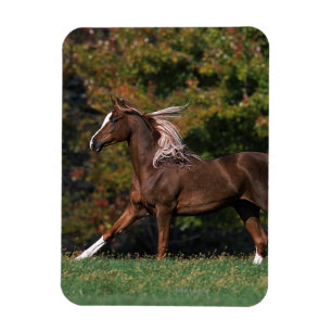 Arab Horse Running in Grassy Field Magnet