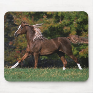 Arab Horse Running in Grassy Field Mouse Pad