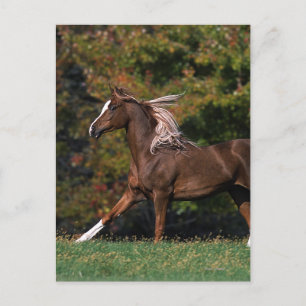 Arab Horse Running in Grassy Field Postcard