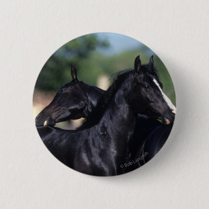 Arab Horse Scratching 6 Cm Round Badge