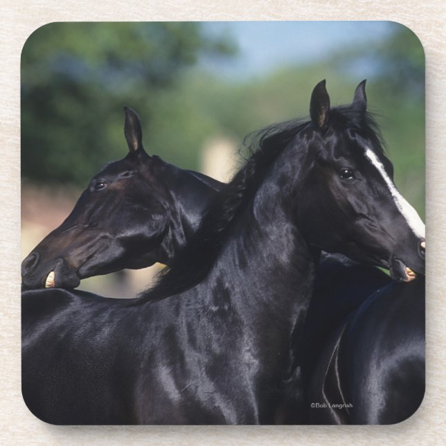 Arab Horse Scratching Coaster (Front)