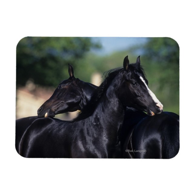 Arab Horse Scratching Magnet (Horizontal)