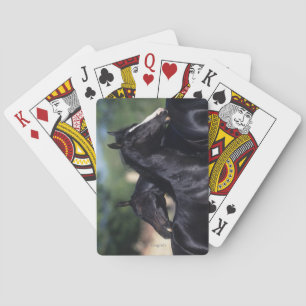 Arab Horse Scratching Playing Cards