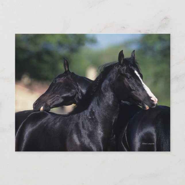 Arab Horse Scratching Postcard (Front)