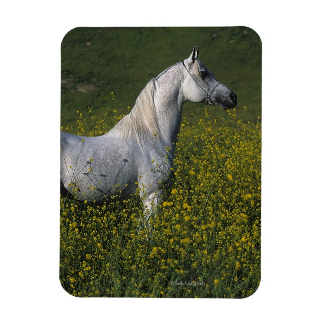 Arab Horse Standing in Flowers Magnet (Vertical)