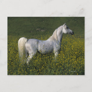 Arab Horse Standing in Flowers Postcard
