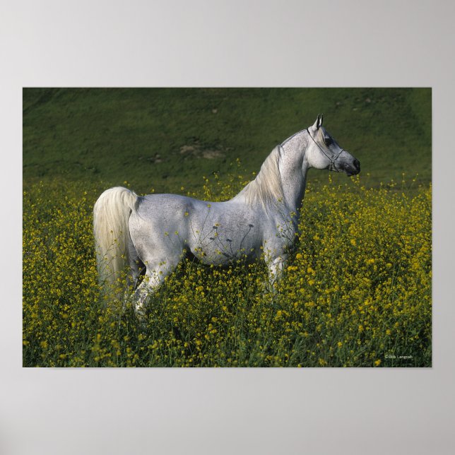 Arab Horse Standing in Flowers Poster (Front)