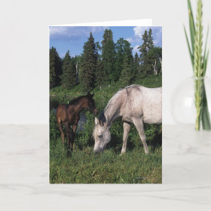 Arab Mare & Foal 2 Card