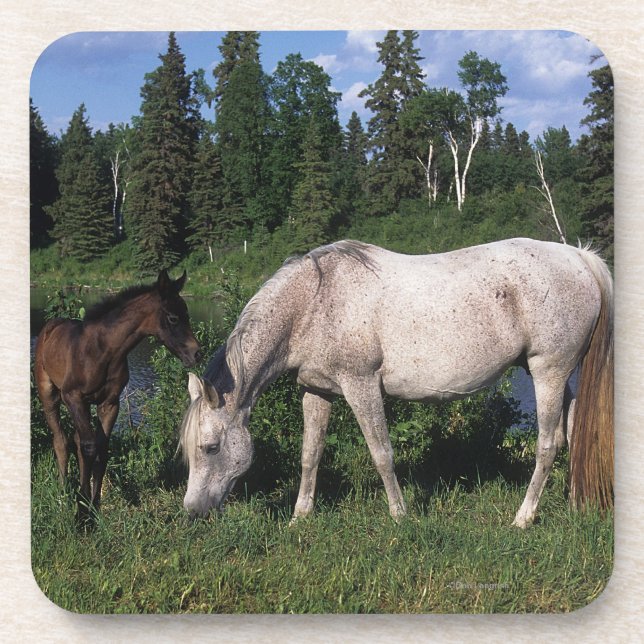 Arab Mare & Foal 2 Coaster (Front)