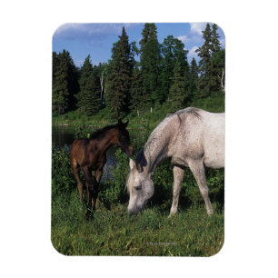 Arab Mare & Foal 2 Magnet