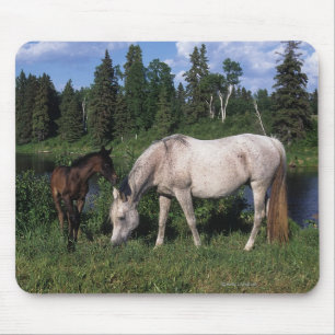 Arab Mare & Foal 2 Mouse Pad