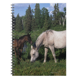 Arab Mare & Foal 2 Notebook