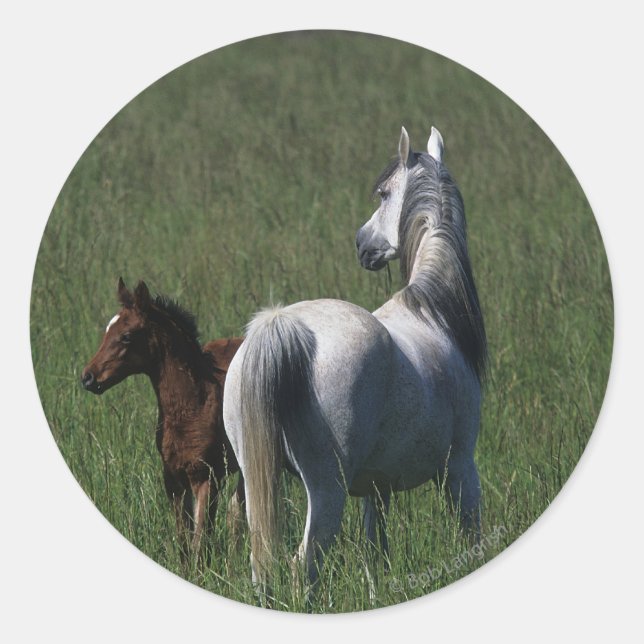 Arab Mare & Foal Classic Round Sticker (Front)