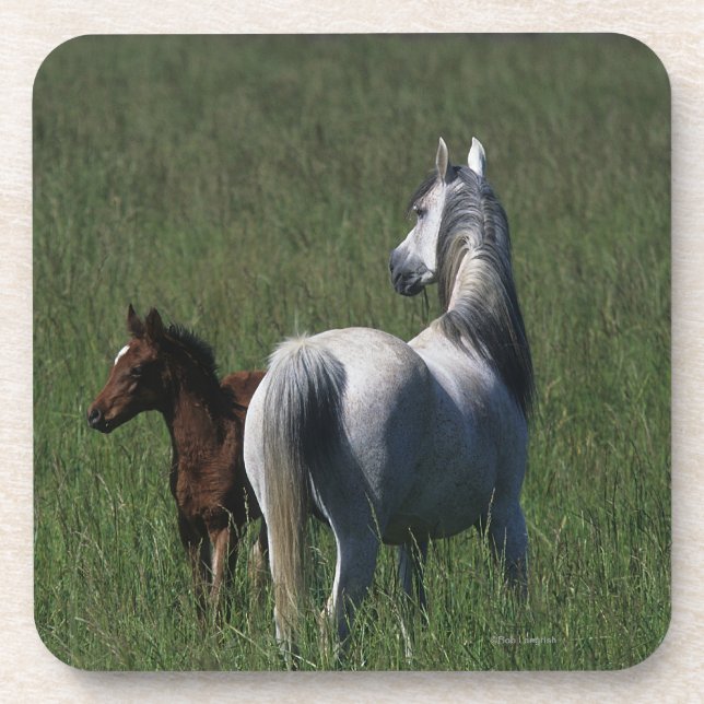 Arab Mare & Foal Coaster (Front)