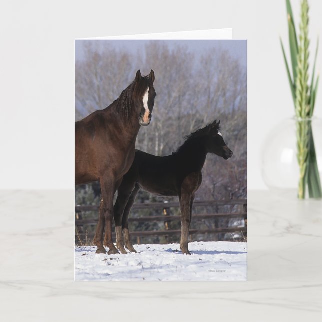 Arab Mare & Foal in Snow Card (Front)