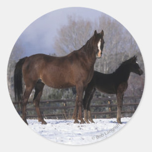 Arab Mare & Foal in Snow Classic Round Sticker
