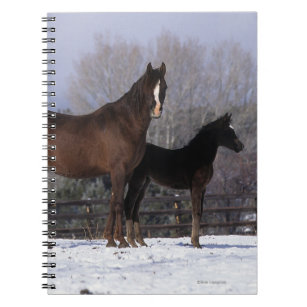 Arab Mare & Foal in Snow Notebook