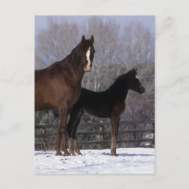 Arab Mare & Foal in Snow Postcard (Front)