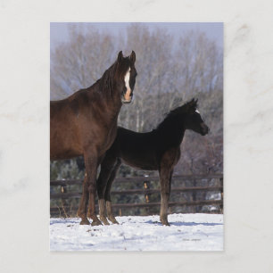 Arab Mare & Foal in Snow Postcard