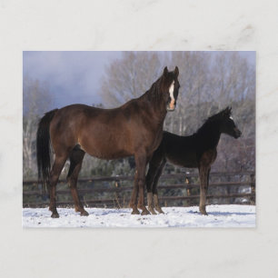 Arab Mare & Foal in Snow Postcard