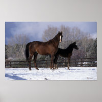 Arab Mare & Foal in Snow