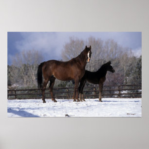 Arab Mare & Foal in Snow Poster