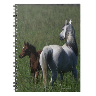 Arab Mare & Foal Notebook
