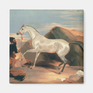 Arab Stallion Magnet