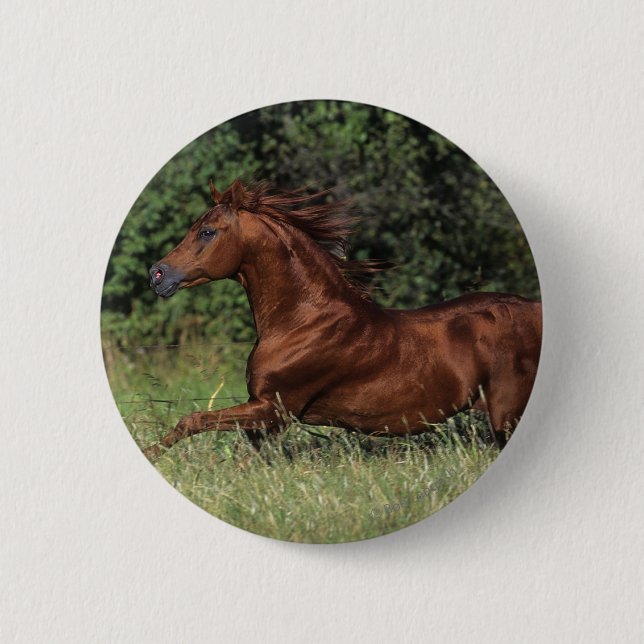 Arab Stallion Running in the Grass 6 Cm Round Badge (Front)