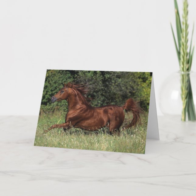 Arab Stallion Running in the Grass Card (Front)