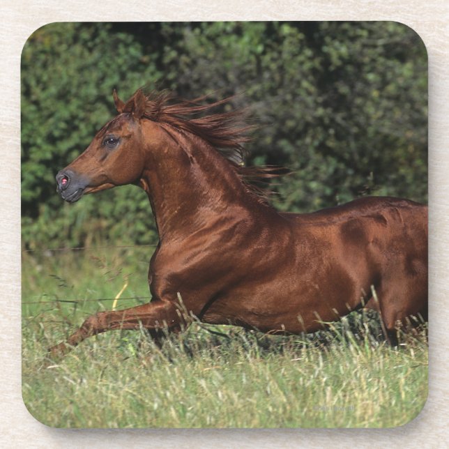Arab Stallion Running in the Grass Coaster (Front)