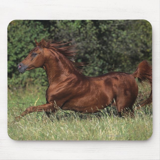 Arab Stallion Running in the Grass Mouse Pad (Front)