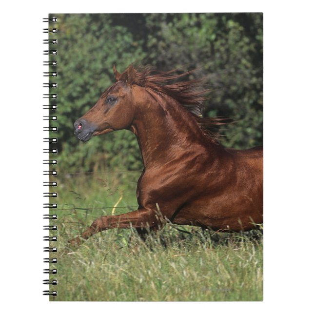 Arab Stallion Running in the Grass Notebook (Front)