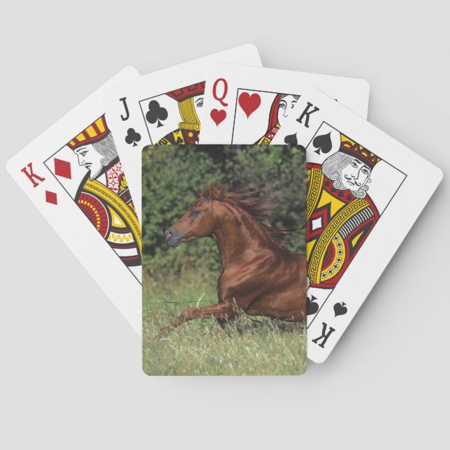 Arab Stallion Running in the Grass Playing Cards (Back)