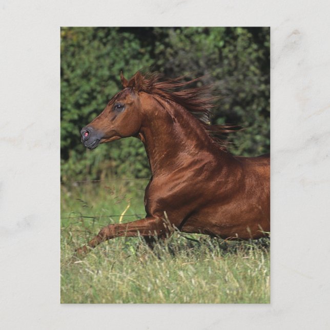 Arab Stallion Running in the Grass Postcard (Front)