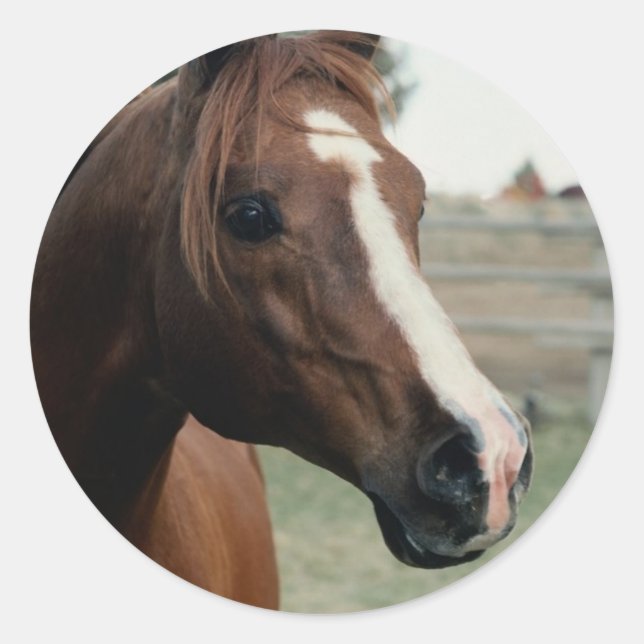 Arabian at Pasture Classic Round Sticker (Front)