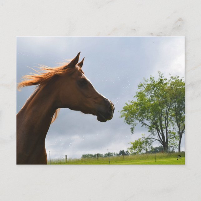 'Arabian Breeze' Postcard (Front)
