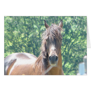 Arabian Distinguished Gentleman Photo-1
