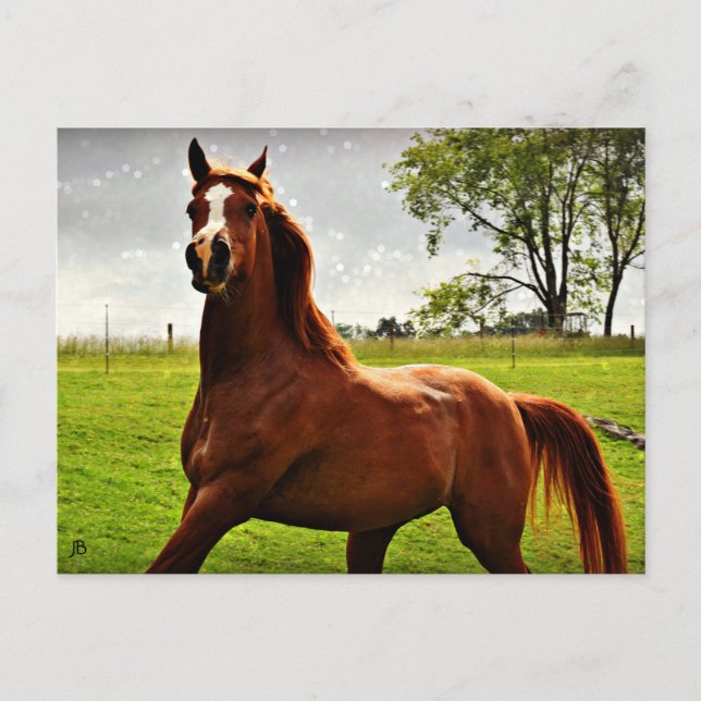 'Arabian Dreamz' Postcard (Front)