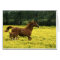 Arabian foal and mare running through