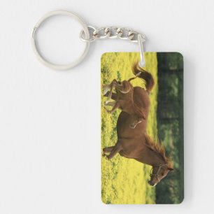 Arabian foal and mare running through key ring