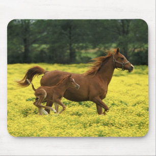 Arabian foal and mare running through mouse pad