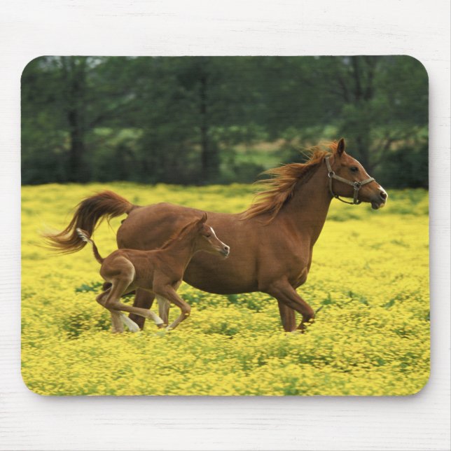 Arabian foal and mare running through mouse pad (Front)