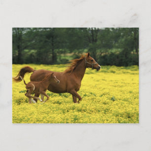 Arabian foal and mare running through postcard